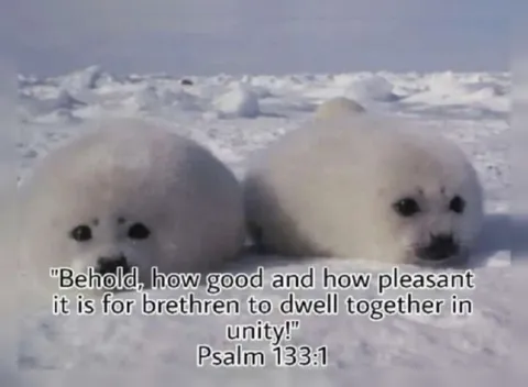 Seals Dwelling Together in Unity
