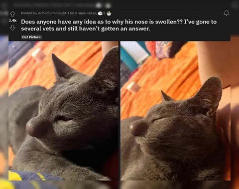 Cat With a Swollen Nose