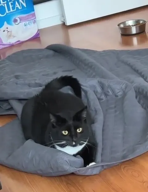 Кот атакует одеяло