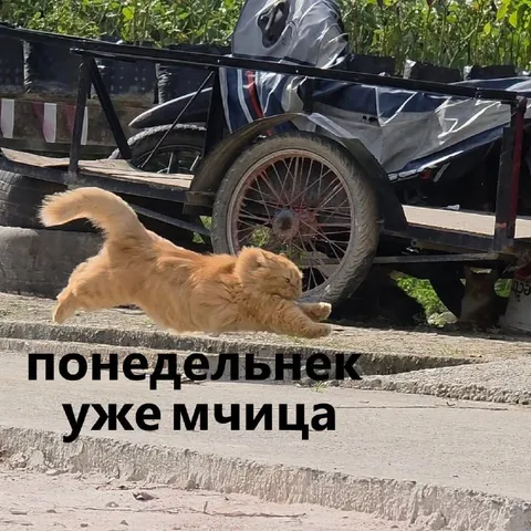 Понедельник уже мчица