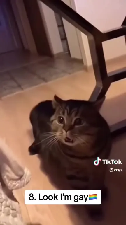 Top 9 Cat Noises