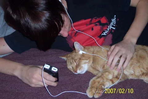 Listening to Music With a Cat