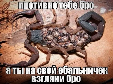 Противно тебе, бро