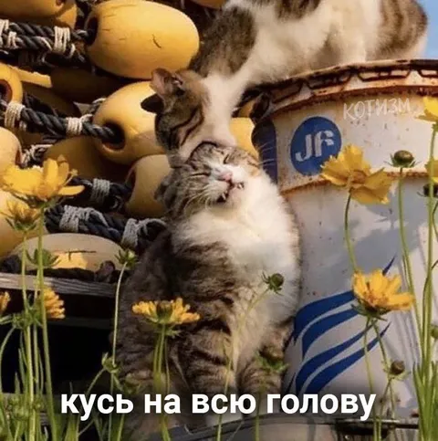 Кусь на всю голову
