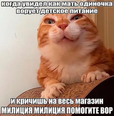Кот кричит «Милиция, вор!»