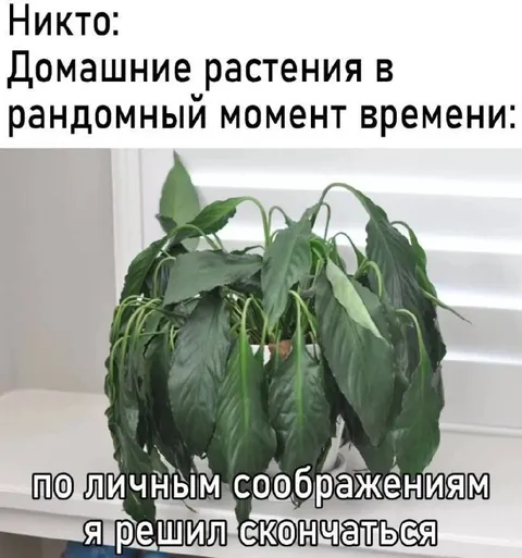 Домашнее растение решило скончаться