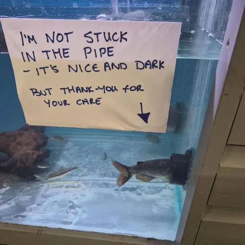 Fish Enjoying the Pipe