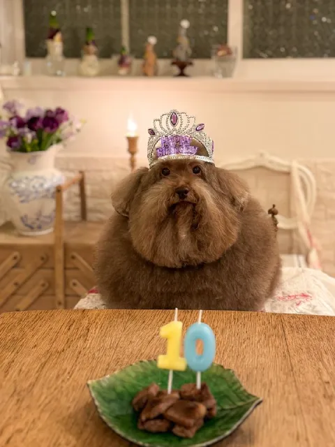 Dog Birthday Queen