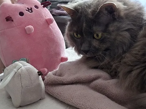 Кот смотрит на плюшевые игрушки