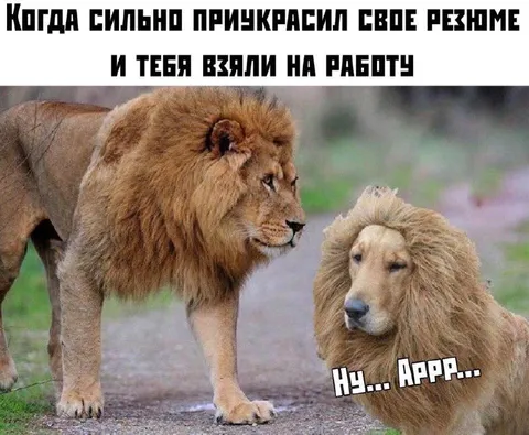 Красиво приукрасил резюме