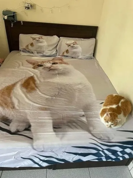 Кот на кровати с котом