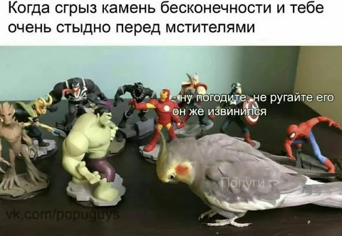 Попугай сгрыз камень бесконечности