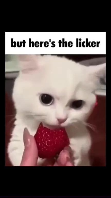 But Here's the Cat Puns