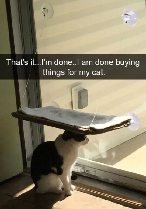 Cat Gets One More Window Bed
