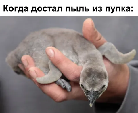 Пыль из пупка