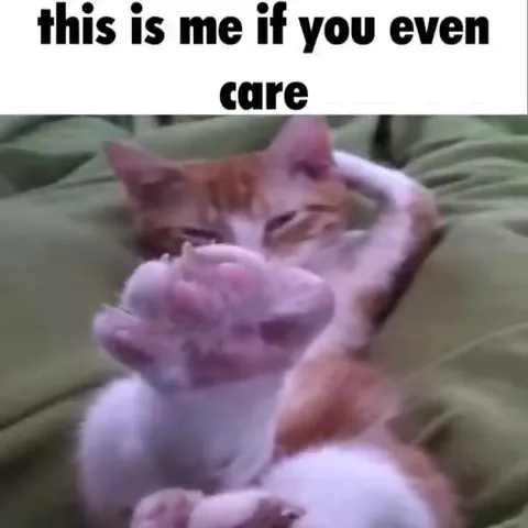 Cats Pretending Not to Care