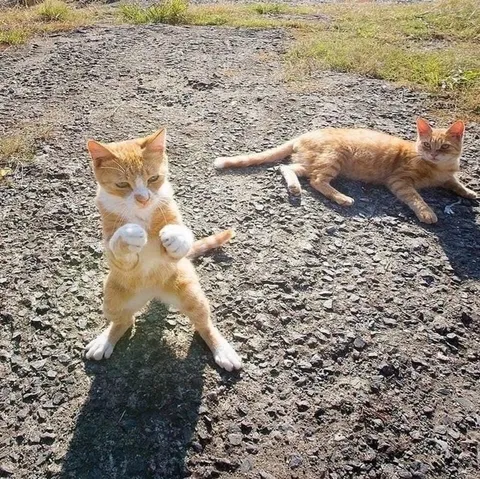 Кот стоит на задних лапах
