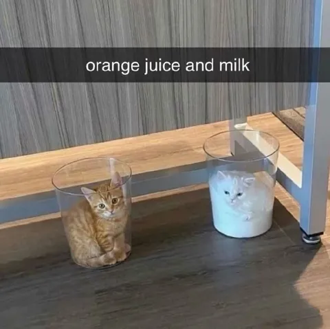 Orange Juice and Milk Cats
