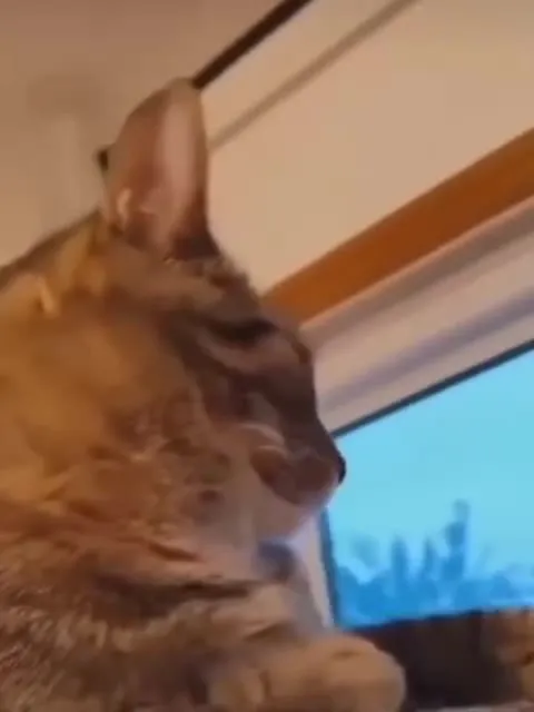 Кот тоже просто отдыхает