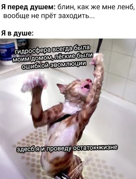 Кот внезапно полюбил душ