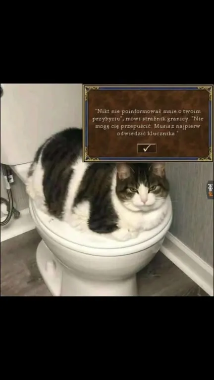 Kot nie może cię przepuścić