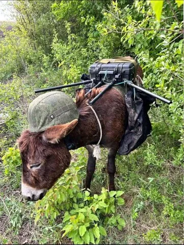 Осёл отправился в поход