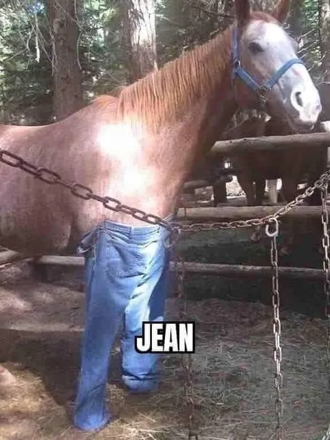 Horse Wearing Jean