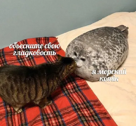 Морский котик гладит кота