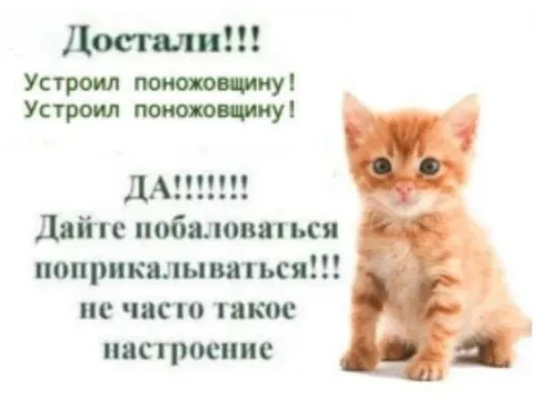 Котёнок в настроении порезаться