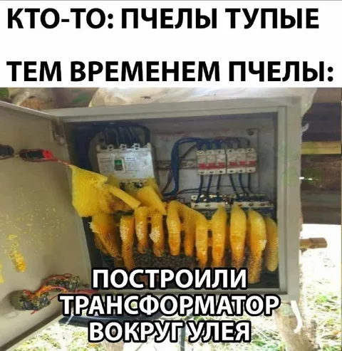 Пчёлы построили трансформатор вокруг улья