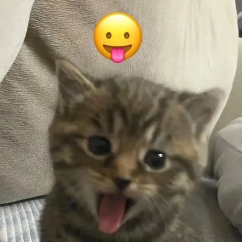 Котёнок с высунутым языком
