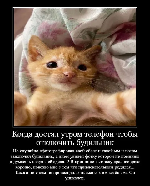 Котёнок случайно сфотографировал еблет