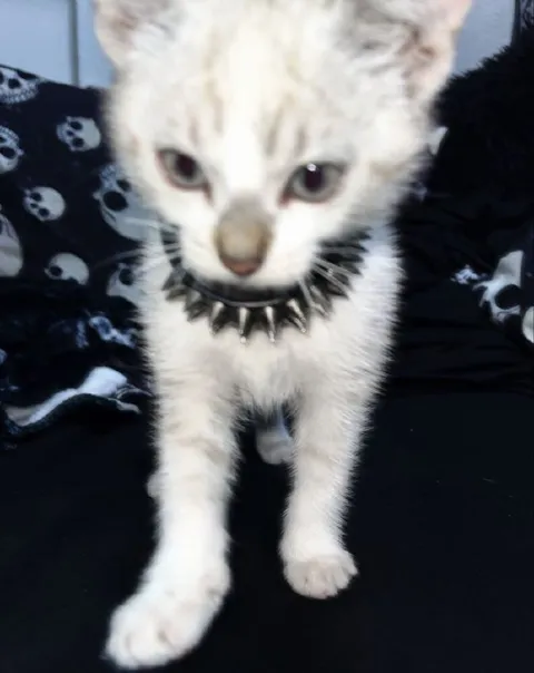 Котёнок в ошейнике с шипами