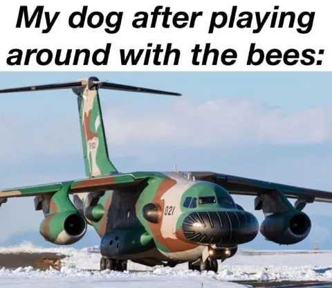 Dog After Playing With Bees