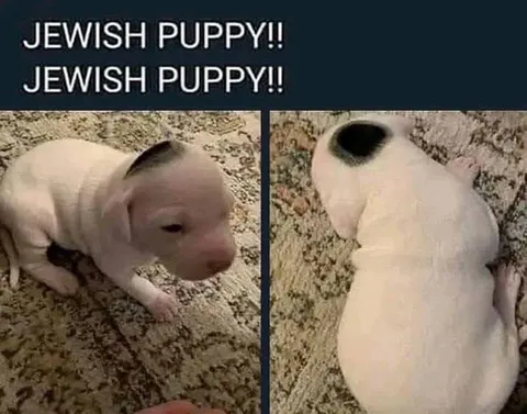 Jewish Puppy