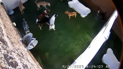 DoggieTV Is Really Good TV