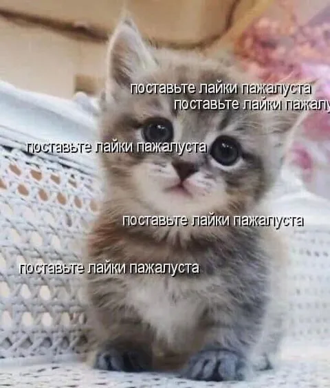 Котик просит лайки