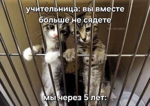 Котята вместе через пять лет