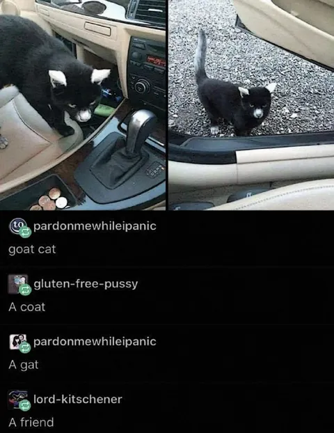 Goat Cat Coat Gat Friend