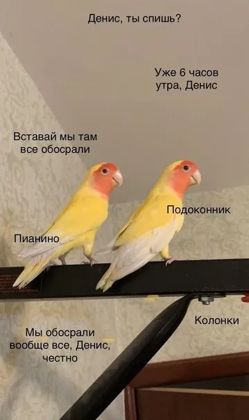 Попугаи разбудили Дениса