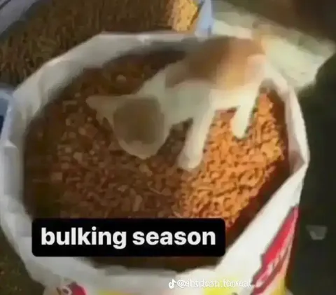 Bulking Season Cat