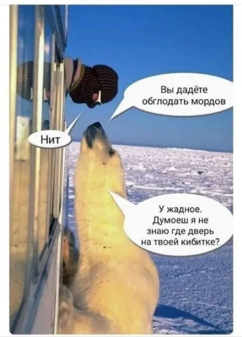 Тюлень у двери требует еды
