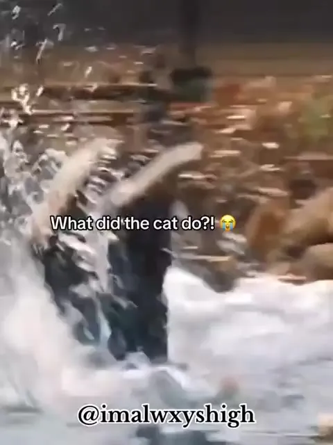 What Did the Cat Do?