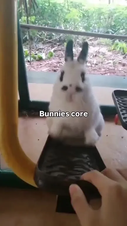 Bunnies Core: Angry Then Asleep