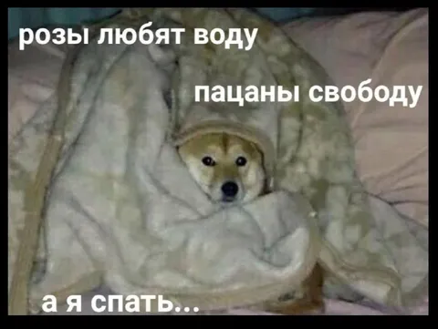 Розы любят воду, пацаны свободу