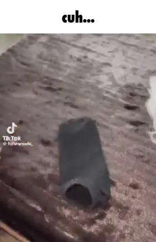 Cuh Dog Reveal