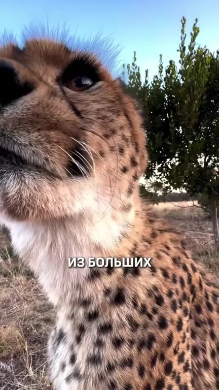 Тревожным сердцам дарят щенят