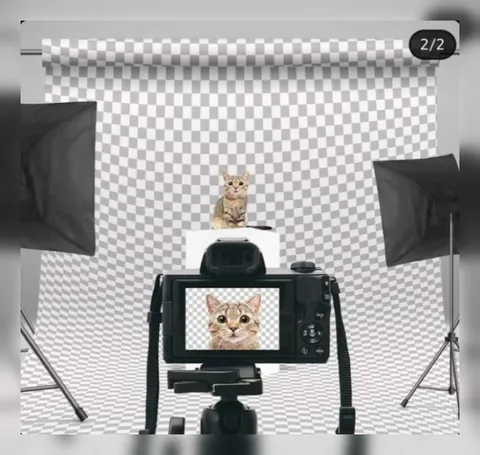 Кот фотографирует кота