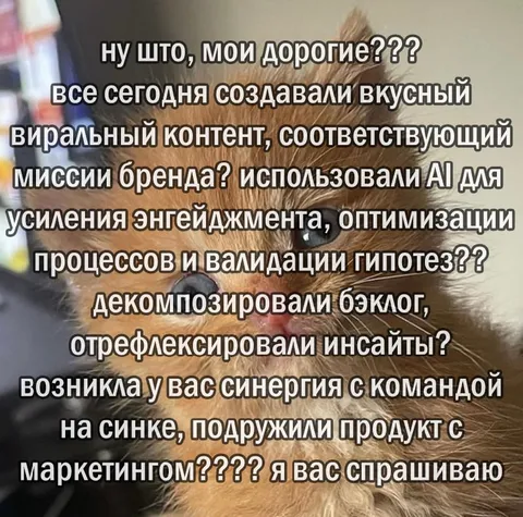 Кот требует отчёт по маркетингу
