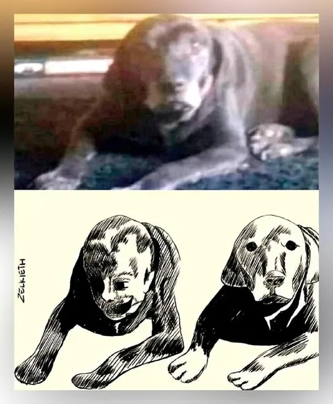 Неловкие собаки смотрят друг на друга